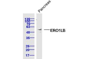 Mouse pancreas lysates probed with ERO1LB Polyclonal Antibody, Unconjugated  at 1:300 dilution and 4˚C overnight incubation. (ERO1LB Antikörper  (AA 1-100))