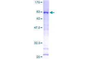 Image no. 1 for Ankyrin Repeat and Sterile alpha Motif Domain Containing 1B (ANKS1B) (AA 1-510) protein (GST tag) (ABIN1345134) (ANKS1B Protein (AA 1-510) (GST tag))