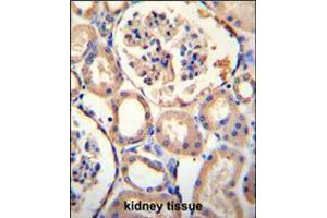 PURA Antibody immunohistochemistry analysis in formalin fixed and paraffin embedded human kidney tissue followed by peroxidase conjugation of the secondary antibody and DAB staining. (PURA Antikörper  (C-Term))