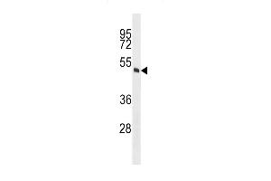 MOK Antibody  (ABIN391783 and ABIN2841640) western blot analysis in A549 cell line lysates (35 μg/lane). (MOK Antikörper  (C-Term))