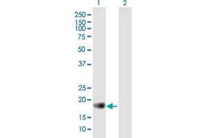 Western Blotting (WB) image for anti-Apolipoprotein B mRNA Editing Enzyme, Catalytic Polypeptide-Like 3C (APOBEC3C) (AA 1-190) antibody (ABIN525987)