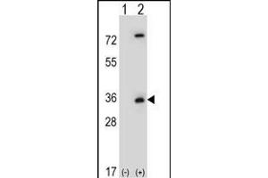 Western blot analysis of CASP3 (arrow) using rabbit polyclonal CASP3 Antibody (ABIN651176 and ABIN2840112). (Caspase 3 Antikörper  (Asp175))