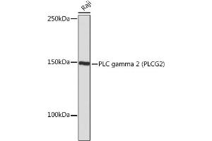 Western blot analysis of extracts of Raji cells, using PLC gamma 2 (PLC gamma 2 (PLCG2)) Rabbit mAb (ABIN7269342) at 1:1000 dilution.