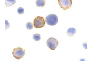 Image no. 1 for anti-Bcl2 Modifying Factor (BMF) (N-Term) antibody (ABIN205648) (BMF Antikörper  (N-Term))