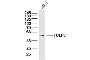 293T Cell lysates probed with TULP3 Polyclonal Antibody, unconjugated  at 1:300 overnight at 4°C followed by a conjugated secondary antibody for 60 minutes at 37°C. (TULP3 Antikörper  (AA 251-350))