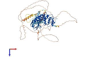 EPB41L5 Protein (AA 1-731) (His tag)