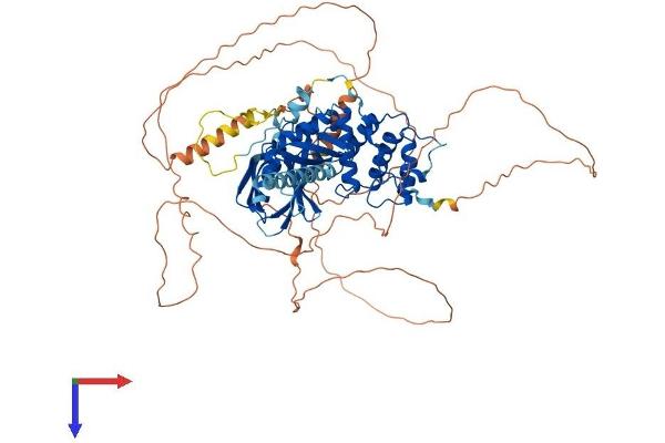 EPB41L5 Protein (AA 1-731) (His tag)