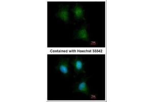 ICC/IF Image Immunofluorescence analysis of methanol-fixed HeLa, using IFITM1, antibody at 1:500 dilution. (IFITM1 Antikörper)