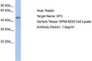 Host: Rabbit Target Name: SP3 Sample Type: RPMI-8226 Whole Cell lysates Antibody Dilution: 1. (Sp3 Antikörper  (N-Term))