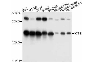 Western blot analysis of extracts of various cell lines, using ICT1 antibody. (ICT1 Antikörper  (AA 30-206))