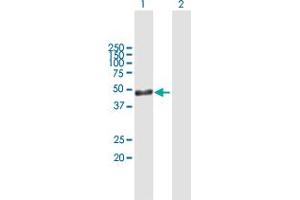Western Blot analysis of ARL6IP4 expression in transfected 293T cell line by ARL6IP4 MaxPab polyclonal antibody. (ARL6IP4 Antikörper  (AA 1-360))