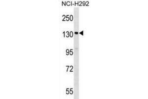 Western Blotting (WB) image for anti-Signal-Induced Proliferation-Associated 1 (SIPA1) antibody (ABIN2999130) (SIPA1 Antikörper)