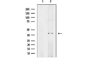 anti-Transcription Factor 19 (TCF19) (Internal Region) antibody
