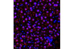Immunofluorescence of paraffin embedded mouse liver using SR140 (ABIN7076091) at dilution of 1:600 (400x lens) (SR140 Antikörper)