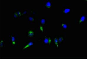 Immunofluorescence (IF) image for anti-Nestin (NES) antibody (ABIN7161178)