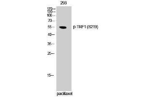 Western Blotting (WB) image for anti-Telomeric Repeat Binding Factor (NIMA-Interacting) 1 (TERF1) (pSer219) antibody (ABIN3182296) (TRF1 Antikörper  (pSer219))
