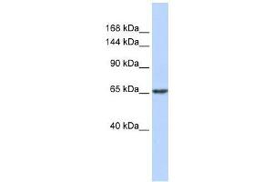 ZNF91 antibody used at 0. (ZFP91 Antikörper  (N-Term))