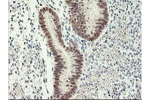 Image no. 2 for anti-Retinoblastoma Binding Protein 7 (RBBP7) antibody (ABIN1500624)