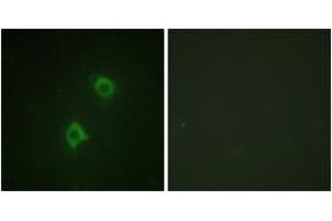 Immunofluorescence analysis of NIH-3T3 cells, using Syntaxin 1A (Ab-14) Antibody. (STX1A Antikörper  (AA 1-50))