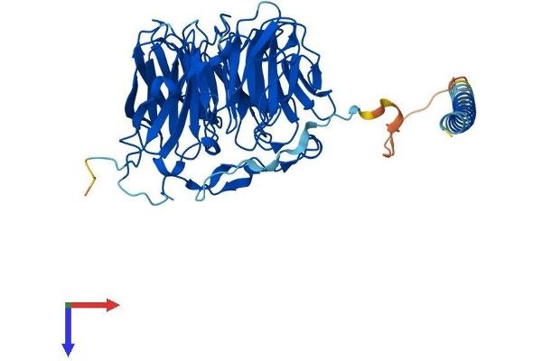 CORO1C Protein (AA 1-474) (His tag)