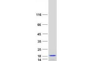 Validation with Western Blot (C6ORF57 Protein (Myc-DYKDDDDK Tag))