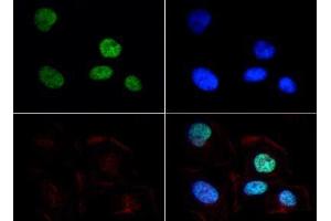 Immunofluorescence of Rabbit Anti-Histone H3 [Dimethyl Lys9] Antibody. (Histone 3 Antikörper  (H3K9me2))
