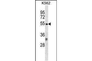 Western blot analysis in K562 cell line lysates (35ug/lane). (RIPK3 Antikörper  (C-Term))