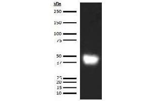 Western Blotting (WB) image for anti-Leucine-Rich alpha-2 Glycoprotein 1 (LRG1) antibody (Biotin) (ABIN5567234) (LRG1 Antikörper  (Biotin))