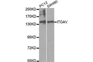Western Blotting (WB) image for anti-Integrin alpha V (ITGAV) (C-Term) antibody (ABIN3022888)