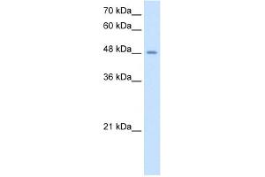 TMPRSS11D Antikörper  (N-Term)