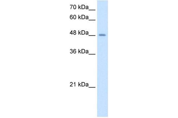 TMPRSS11D Antikörper  (N-Term)