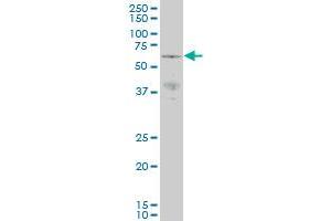 PAK3 monoclonal antibody (M07), clone 1H7 Western Blot analysis of PAK3 expression in NIH/3T3 . (PAK3 Antikörper  (AA 1-90))