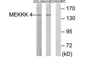 Western Blotting (WB) image for anti-Mitogen-Activated Protein Kinase Kinase Kinase Kinase 4 (MAP4K4) (AA 406-455) antibody (ABIN2889367) (MAP4K4 Antikörper  (AA 406-455))