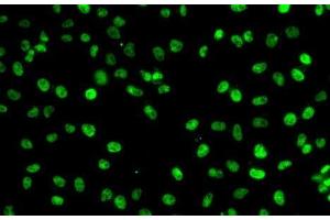 Immunofluorescence analysis of A-549 cells using PHF19 Polyclonal Antibody (PHF19 Antikörper)