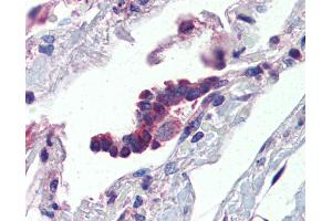 Anti-PLUNC antibody IHC of human lung, respiratory epithelium. (BPIFA1 Antikörper  (AA 101-150))