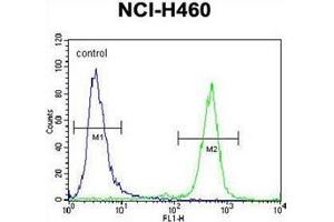 Flow cytometric analysis of NCI-H460 cells using PURB Antibody (C-term) Cat.