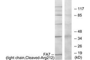 Western blot analysis of extracts from Jurkat cells, treated with eto 25uM 24h, using FA7 (light chain,Cleaved-Arg212) Antibody. (Factor VII Antikörper  (Cleaved-Arg212))