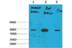 Western Blot (WB) analysis of 1) Mouse Brain Tissue, 2)Rat Brain Tissue , 3) Jurkat with KCNK10(TREK-2) Rabbit Polyclonal Antibody diluted at 1:2000.