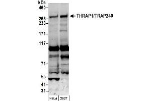 anti-Mediator Complex Subunit 13 (MED13) (AA 325-375) antibody