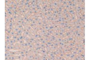 IHC-P analysis of Rat Liver Tissue, with DAB staining. (CD147 Antikörper  (AA 59-321))