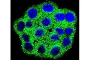 Immunofluorescence (IF) image for anti-Cyclin-Dependent Kinase Inhibitor 2B (p15, Inhibits CDK4) (CDKN2B) (AA 102-130) antibody (ABIN3030647)