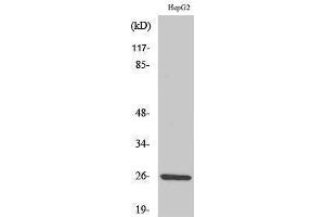 Western Blotting (WB) image for anti-Interleukin 32 (IL32) (C-Term) antibody (ABIN3185173) (IL32 Antikörper  (C-Term))