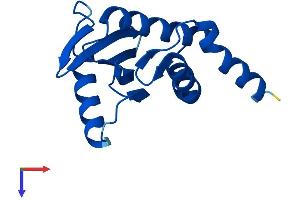 AP4S1 Protein (AA 1-144) (His tag)