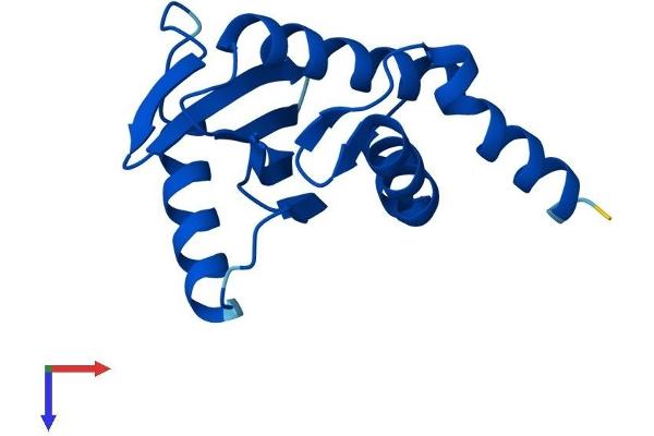 AP4S1 Protein (AA 1-144) (His tag)