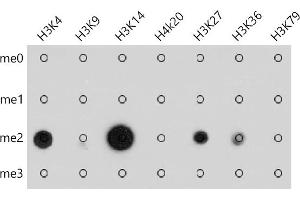 Dot-blot analysis of all sorts of methylation peptides using Pan DiMethyl-lysine antibody (ABIN7266777) at 1:1000 dilution. (Dimethyl-Lysine Antikörper)
