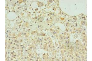Immunohistochemistry of paraffin-embedded human adrenal gland tissue using ABIN7168735 at dilution of 1:100 (SCAMP5 Antikörper  (AA 170-235))