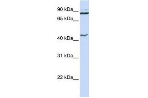 MCM9 antibody used at 1 ug/ml to detect target protein. (MCM9 Antikörper  (N-Term))