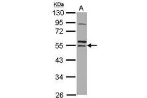 Image no. 1 for anti-Ring Finger Protein 14 (RNF14) (AA 1-260) antibody (ABIN1500719) (RNF14 Antikörper  (AA 1-260))