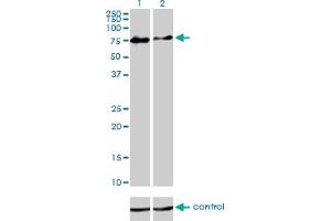 Western blot analysis of CHFR over-expressed 293 cell line, cotransfected with CHFR Validated Chimera RNAi (Lane 2) or non-transfected control (Lane 1). (CHFR Antikörper  (AA 1-652))