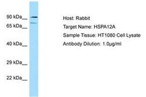 Image no. 1 for anti-Heat Shock 70kDa Protein 12A (HSPA12A) (AA 164-213) antibody (ABIN6749883) (HSPA12A Antikörper  (AA 164-213))